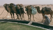 Global Village Ep2111 - Egypt: The Siwa Oasis